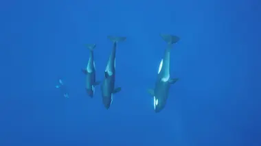 Le makaire bleu