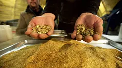 Pêcheurs d'or Second souffle