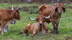 Pékin express : itinéraire bis