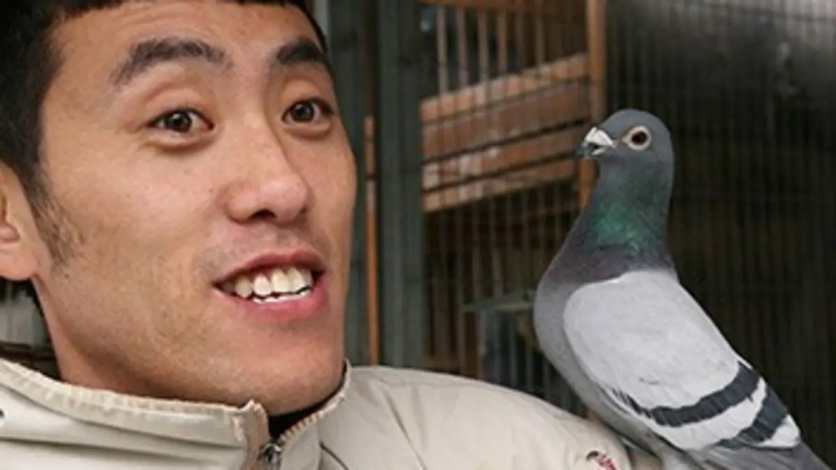 Pékin, sur les ailes des pigeons siffleurs