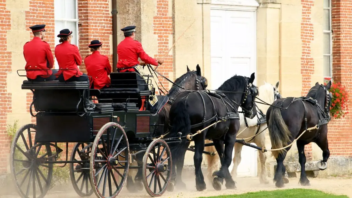 Percheron, le retour du cheval de trait