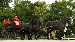 Percheron, le retour du cheval de trait