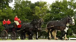 Percheron, le retour du cheval de trait