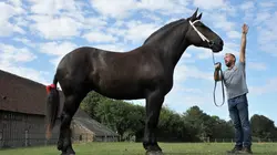 Percheron, le retour du cheval de trait