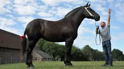 Percheron, le retour du cheval de trait