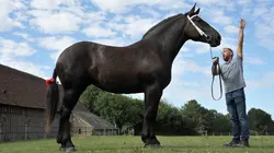 Percheron, le retour du cheval de trait