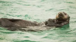 Péril en haute mer La cohue