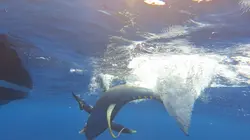 Péril en haute mer : l'héritage