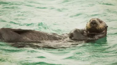 Péril en haute mer La cohue