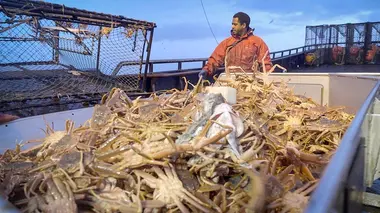 Péril en haute mer Mer de mammifères