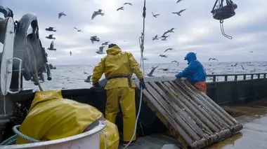 Péril en haute mer Prendre soin des marsouins