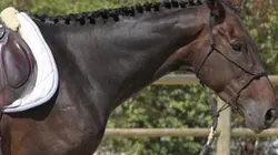 Visuel de Perlofet, de la piste à la selle