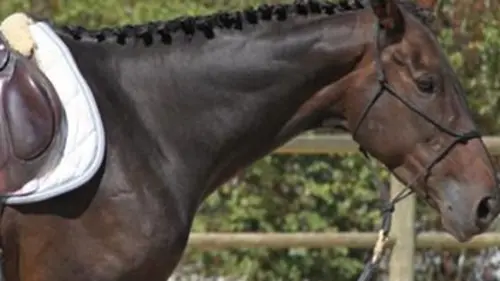 Perlofet, de la piste à la selle