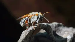 Pérou, les abeilles sacrées d'Amazonie