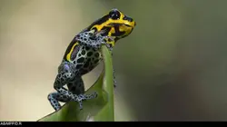 Pérou, planète extrême E01 L'Amazonie, fabrique à nuages