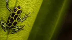 Pérou, planète extrême E01 L'Amazonie, fabrique à nuages