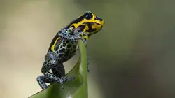 Pérou, planète extrême E01 L'Amazonie, fabrique à nuages