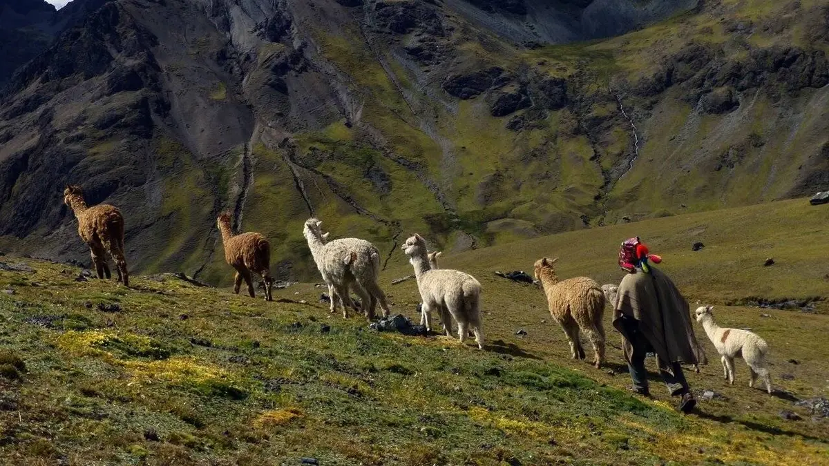 Pérou, un alpaga pour Christobal