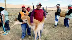 Pérou, une laine qui vaut de l'or