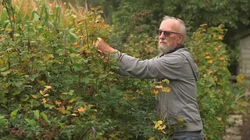 Pesticides, la plaie des champs