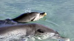 Petit dauphin et grands requins