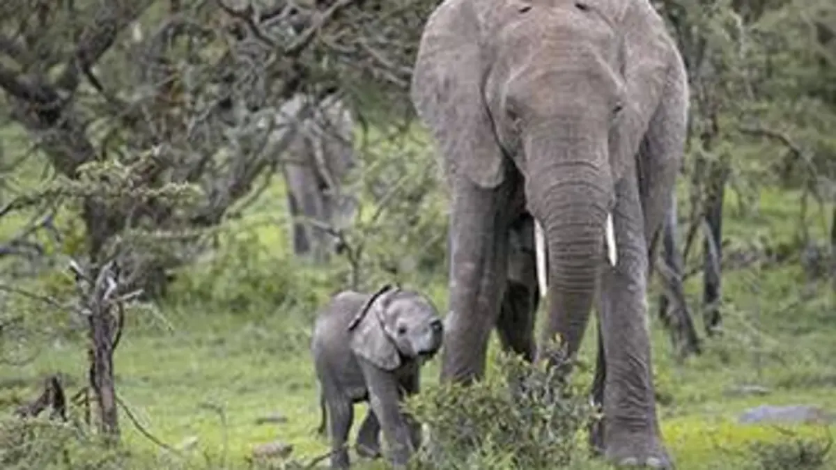 Petit éléphant