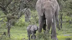 Visuel de Petit éléphant