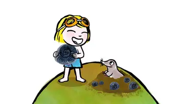 Le coquillage sur la montagne