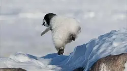 Visuel de Petit manchot deviendra grand