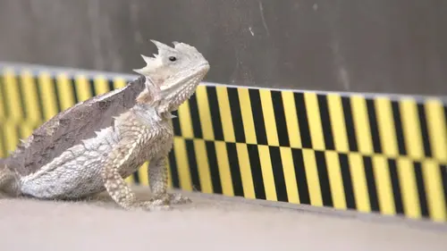 Petites bêtes, grands talents Microzilla