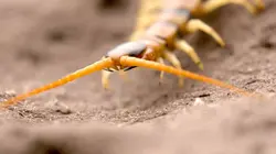 Petites bêtes, grands talents