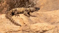 Petites bêtes, grands talents