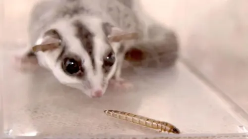 Petites bêtes, grands talents Menace marsupiale