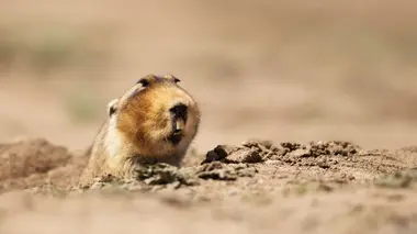 Hamster de l'enfer