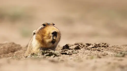 Petites bêtes, grands talents Hamster de l'enfer