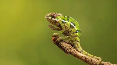 Ninja de la forêt vierge