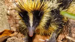 Petites bêtes, grands talents