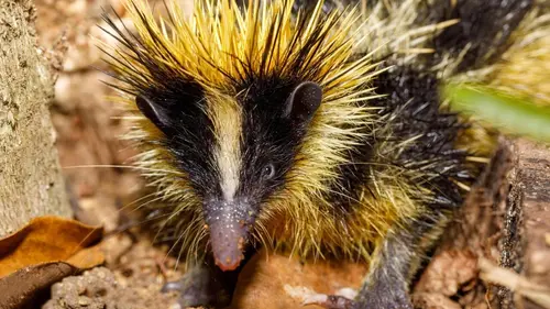 Petites bêtes, grands talents Punk à piques