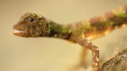 Petites bêtes, grands talents