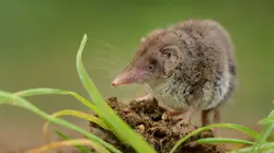 Petites bêtes, grands talents
