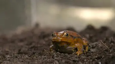 Démon à dix pattes