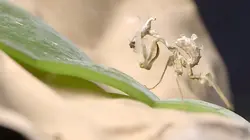 Petites bêtes, grands talents