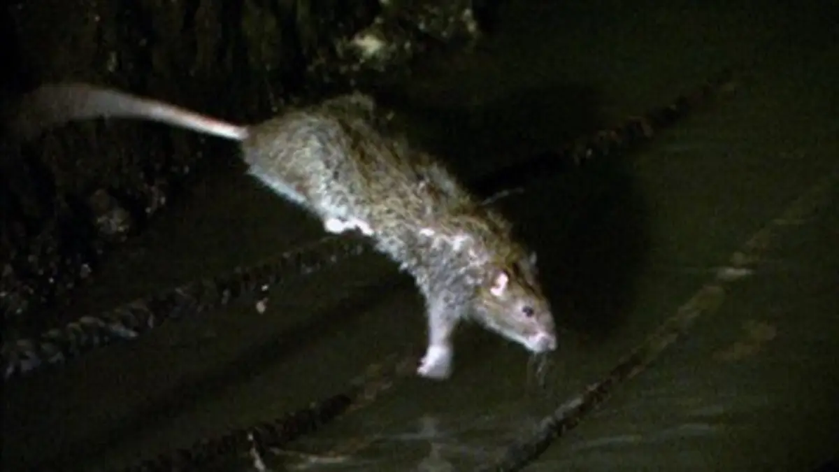 Petites histoires de nos ordures E03 Rome