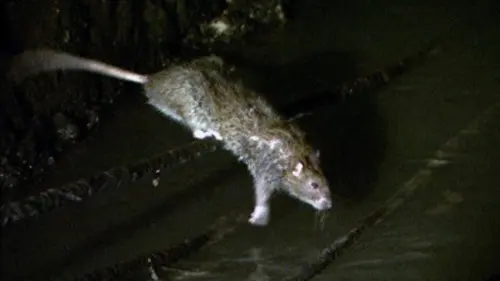 Petites histoires de nos ordures E03 Rome