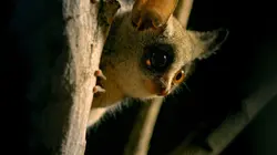 Petits animaux, grandes aventures