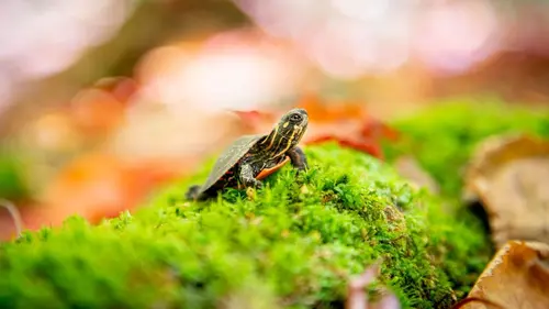 Petits animaux, grandes aventures Un refuge à tout prix