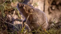 Petits animaux, grandes aventures Une famille sinon rien