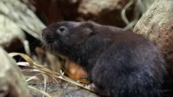 Petits animaux, grandes aventures Une famille sinon rien