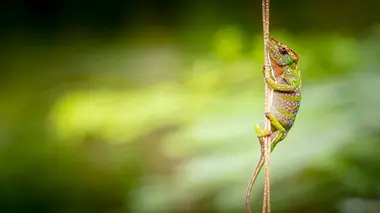 Une famille sinon rien