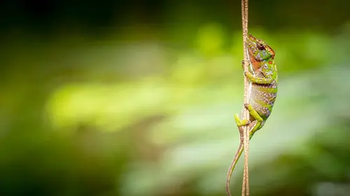 Casting Petits animaux, grandes aventures Une famille sinon rien